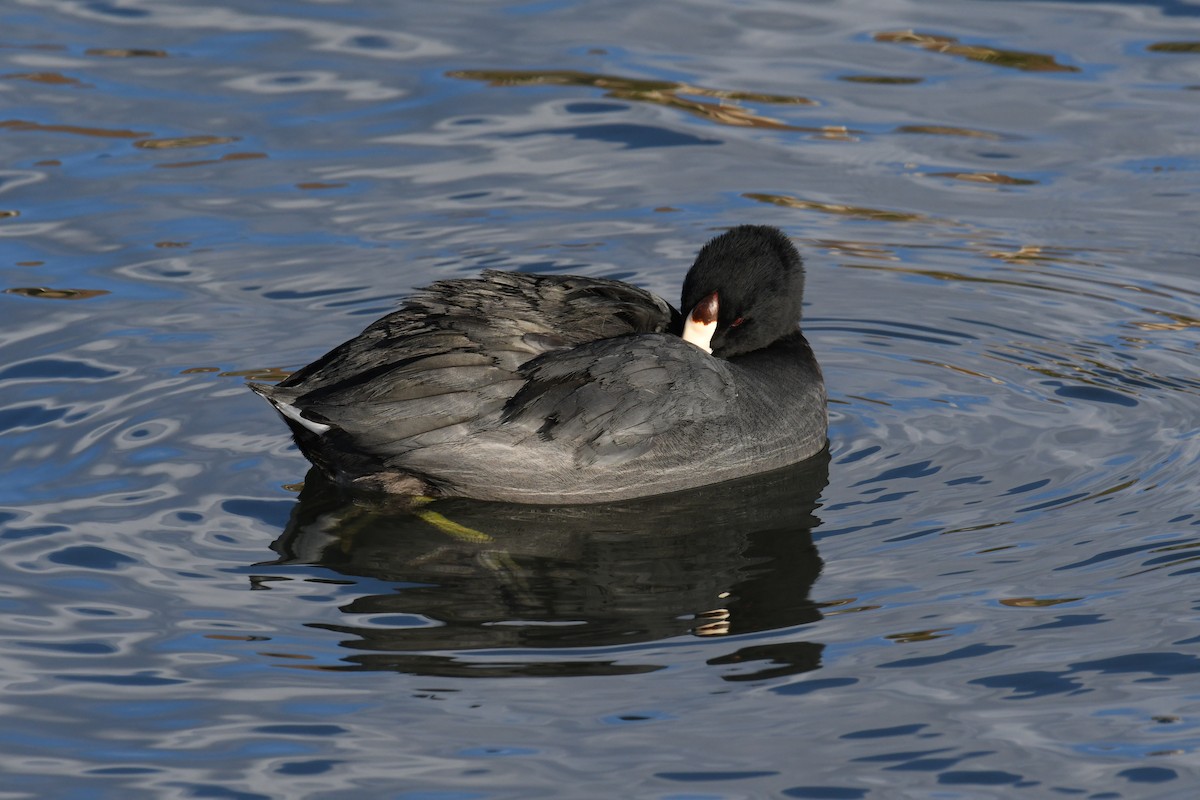 American Coot - ML615697434