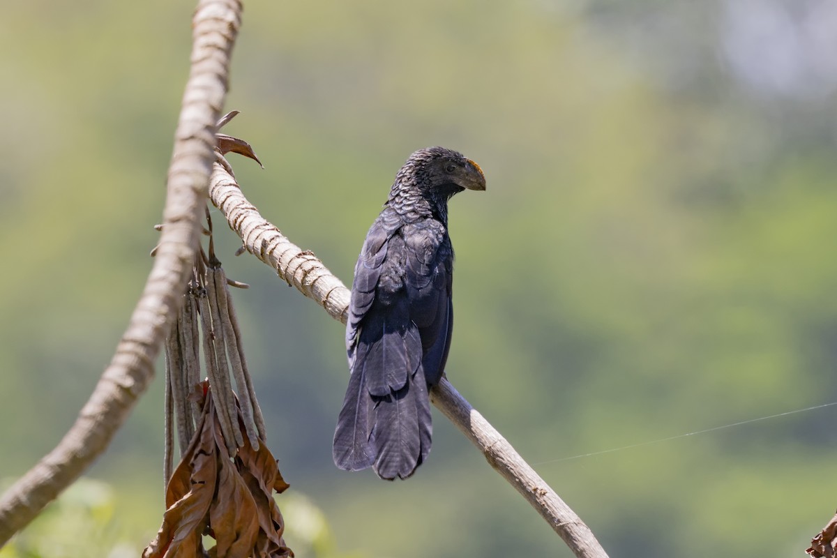 Smooth-billed Ani - ML615697469