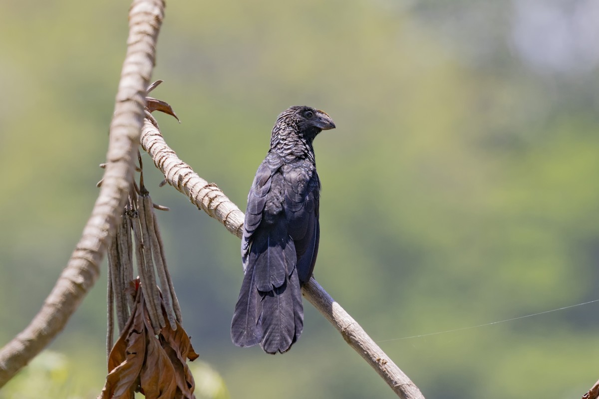 Smooth-billed Ani - ML615697471