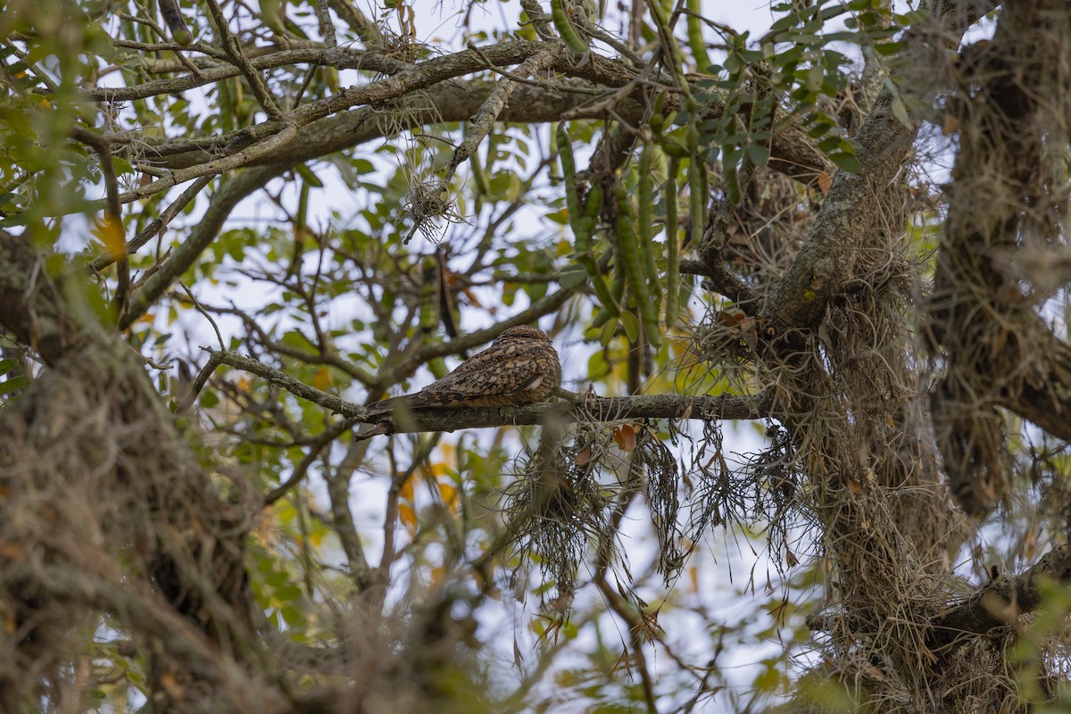 Lesser Nighthawk - ML615697485