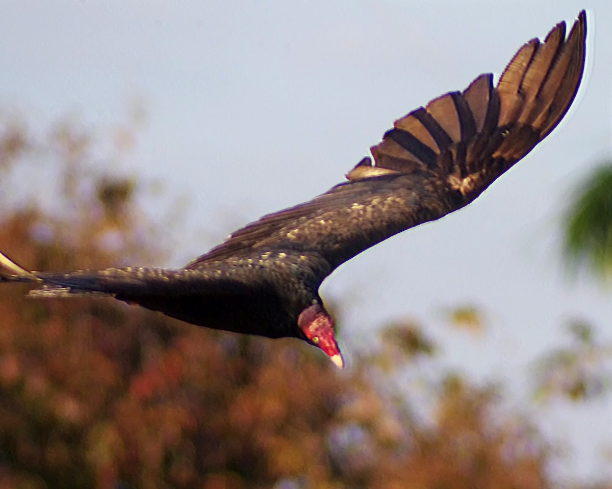Turkey Vulture - ML615697491