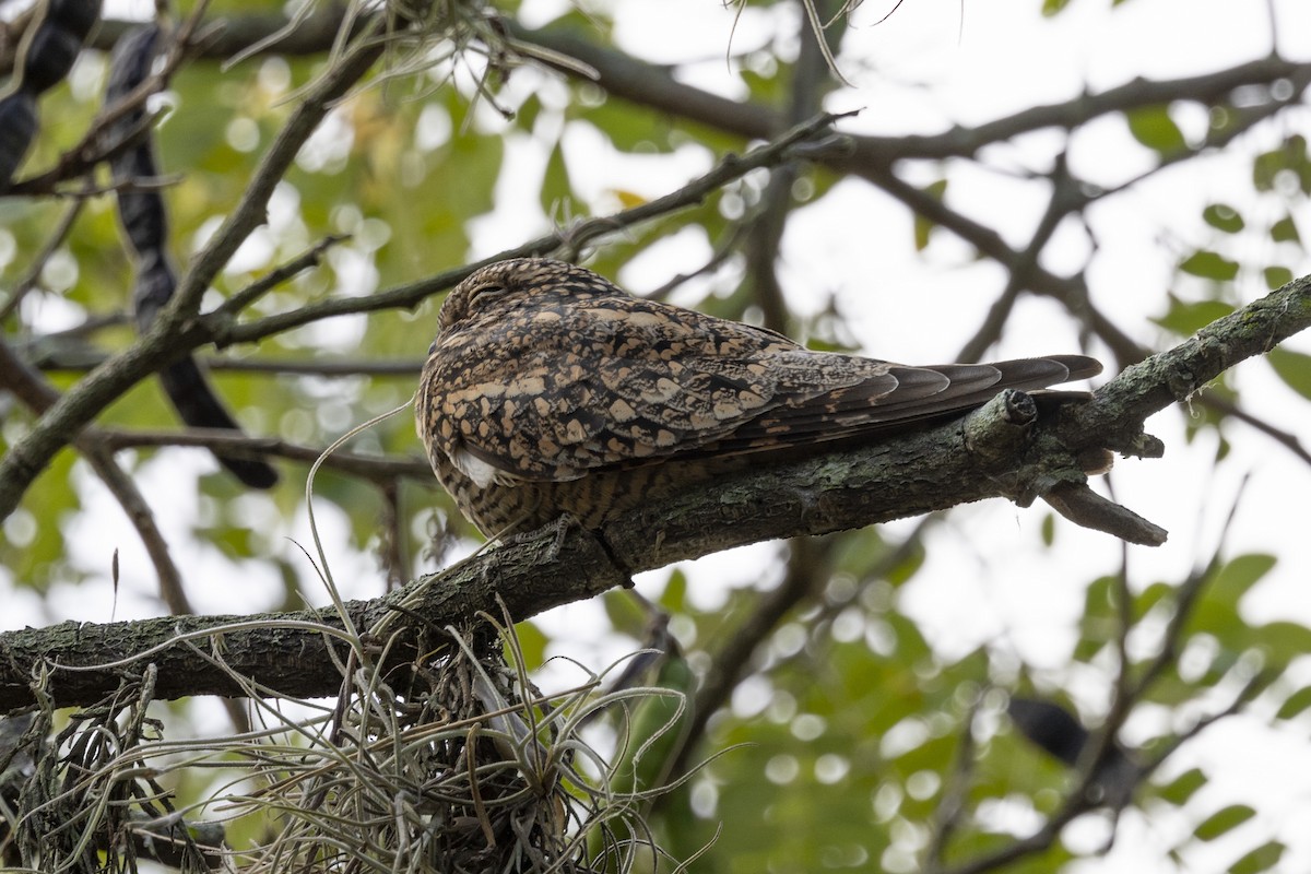 Common Nighthawk - ML615697493