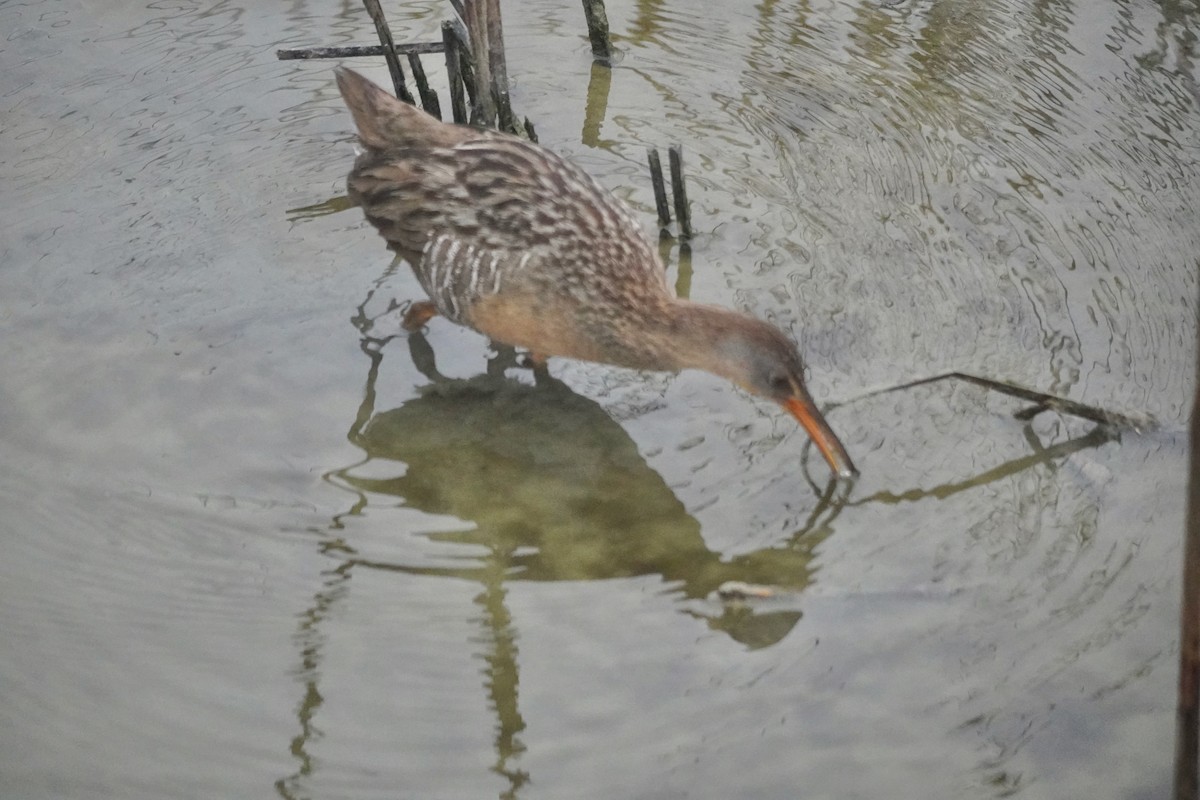 Clapper Rail (Gulf Coast) - ML615697508