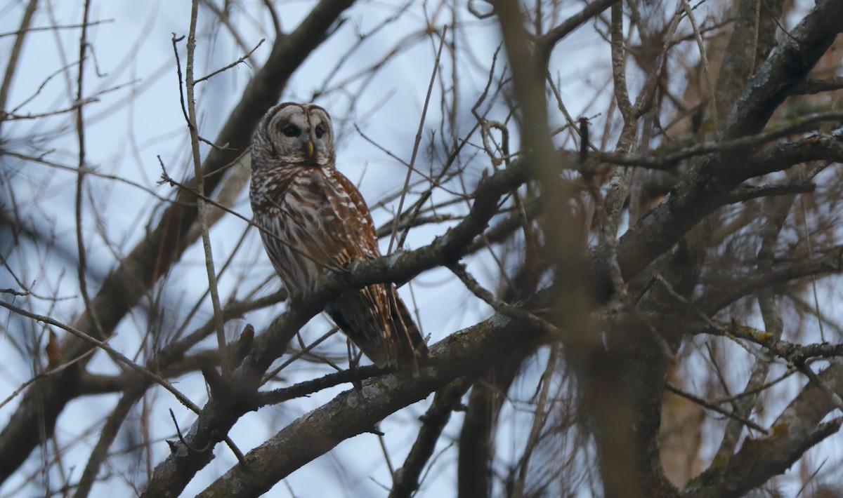 Barred Owl - ML615697538