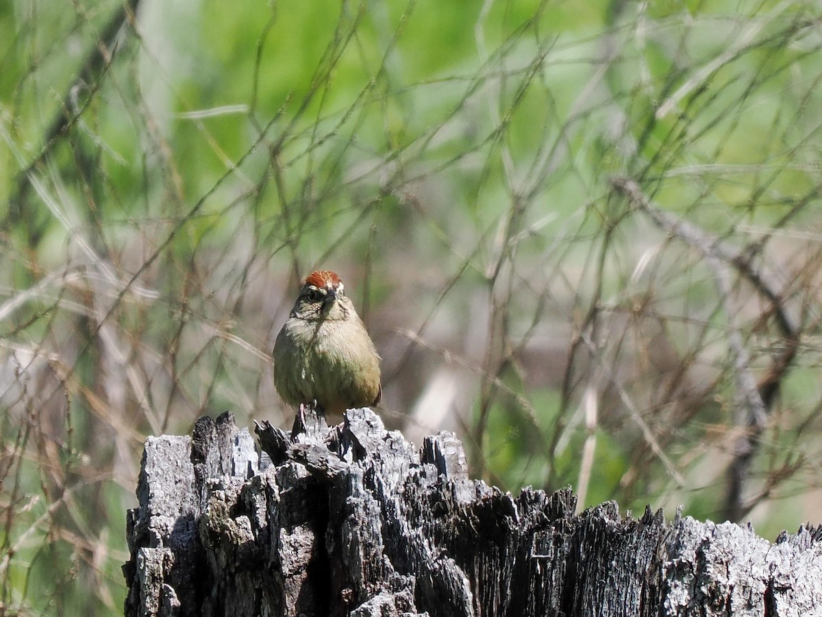 Rufous-crowned Sparrow - ML615697539