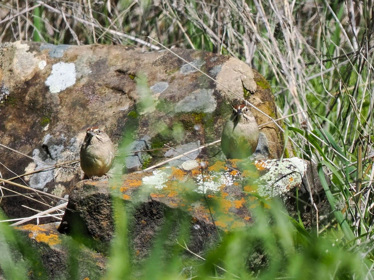 Rufous-crowned Sparrow - ML615697540