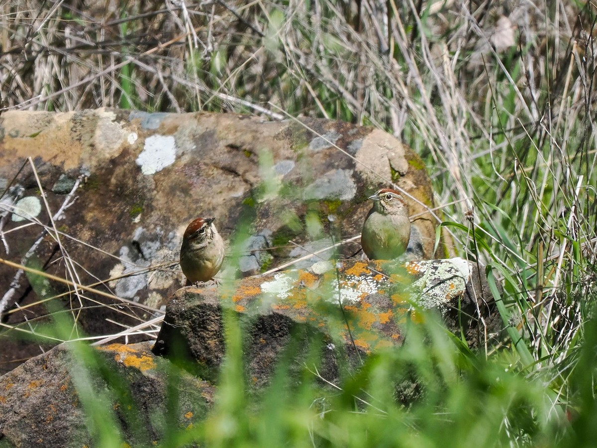 Rufous-crowned Sparrow - ML615697541