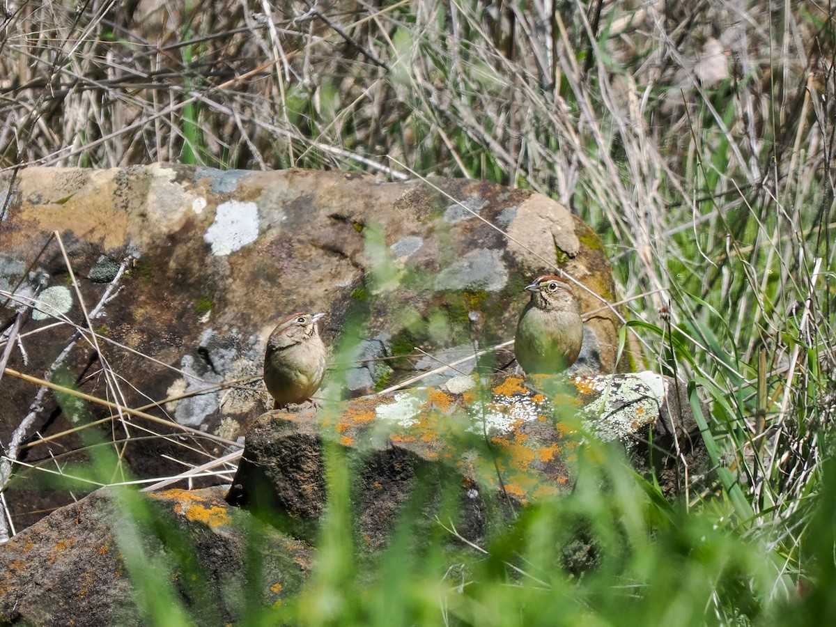 Rufous-crowned Sparrow - ML615697542