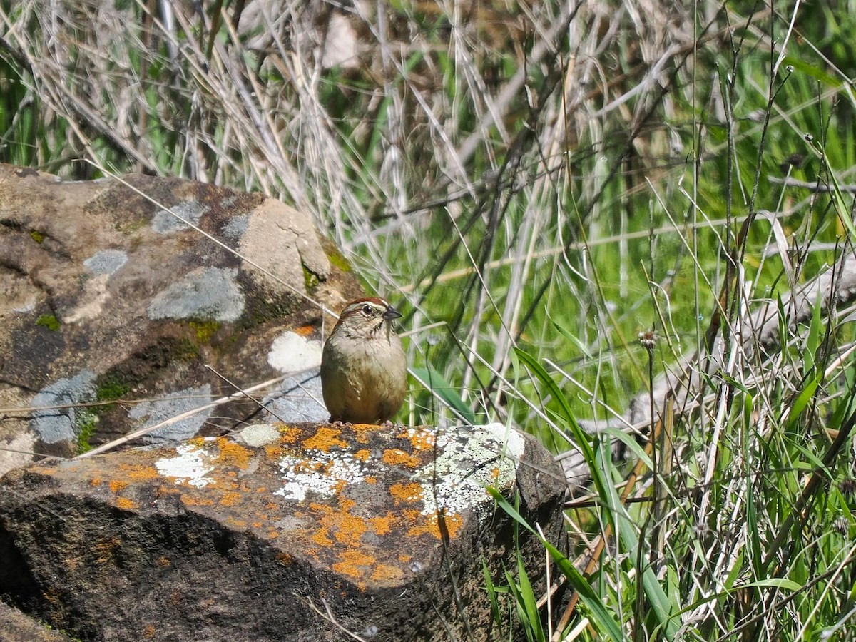 Rufous-crowned Sparrow - ML615697543