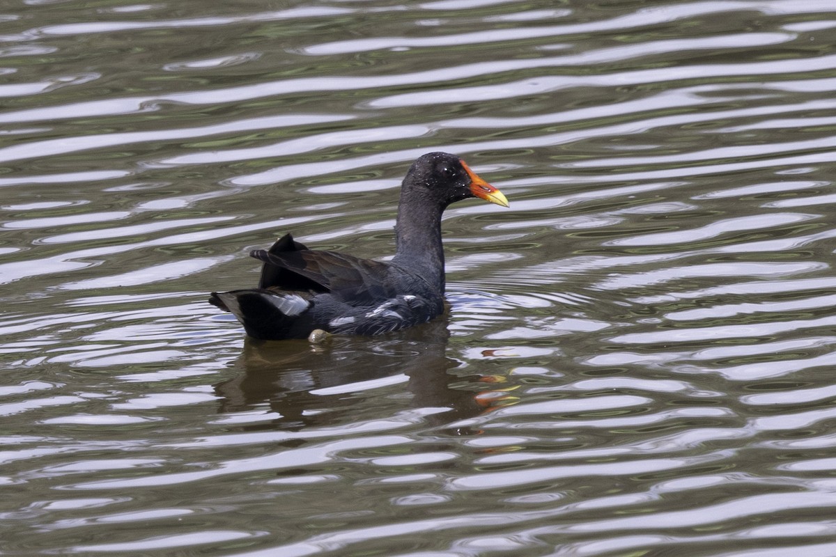 Common Gallinule - ML615697560