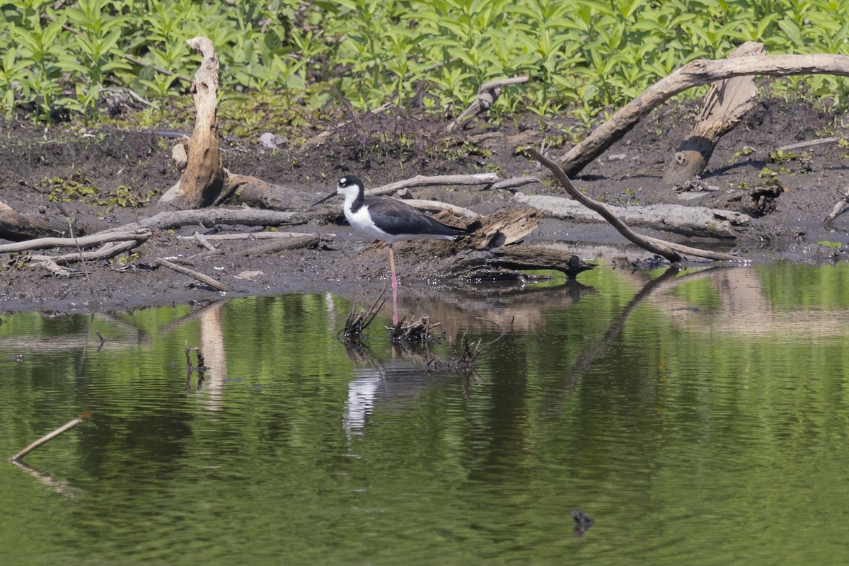 Black-necked Stilt - ML615697566