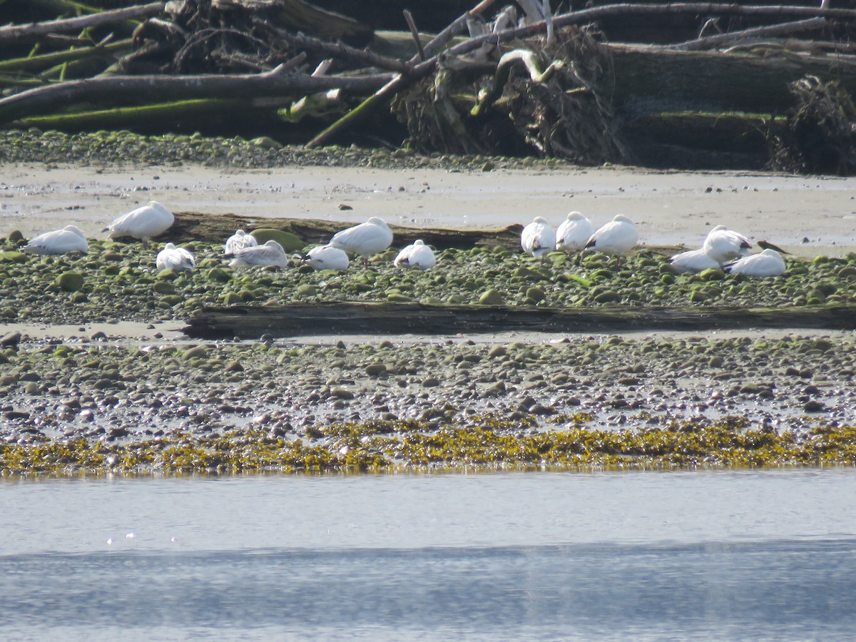 Snow Goose - ML615697590