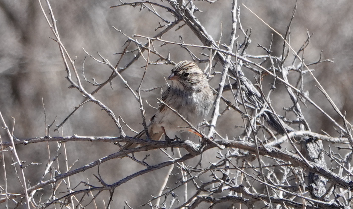 Brewer's Sparrow - ML615697595