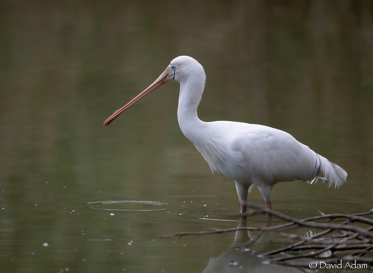 Yellow-billed Spoonbill - David Adam