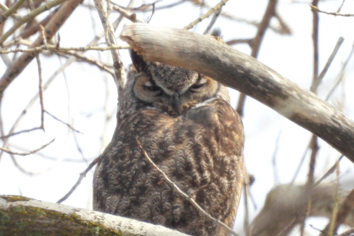Great Horned Owl - Diana LaSarge and Aaron Skirvin
