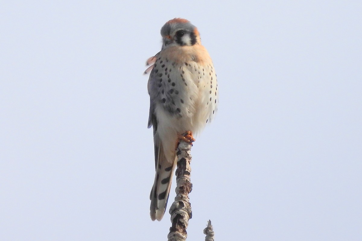 American Kestrel - Diana LaSarge and Aaron Skirvin