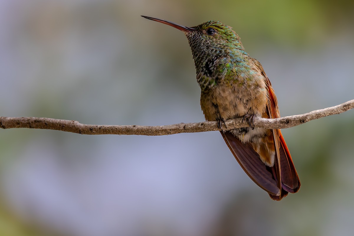 Berylline Hummingbird - ML615697820