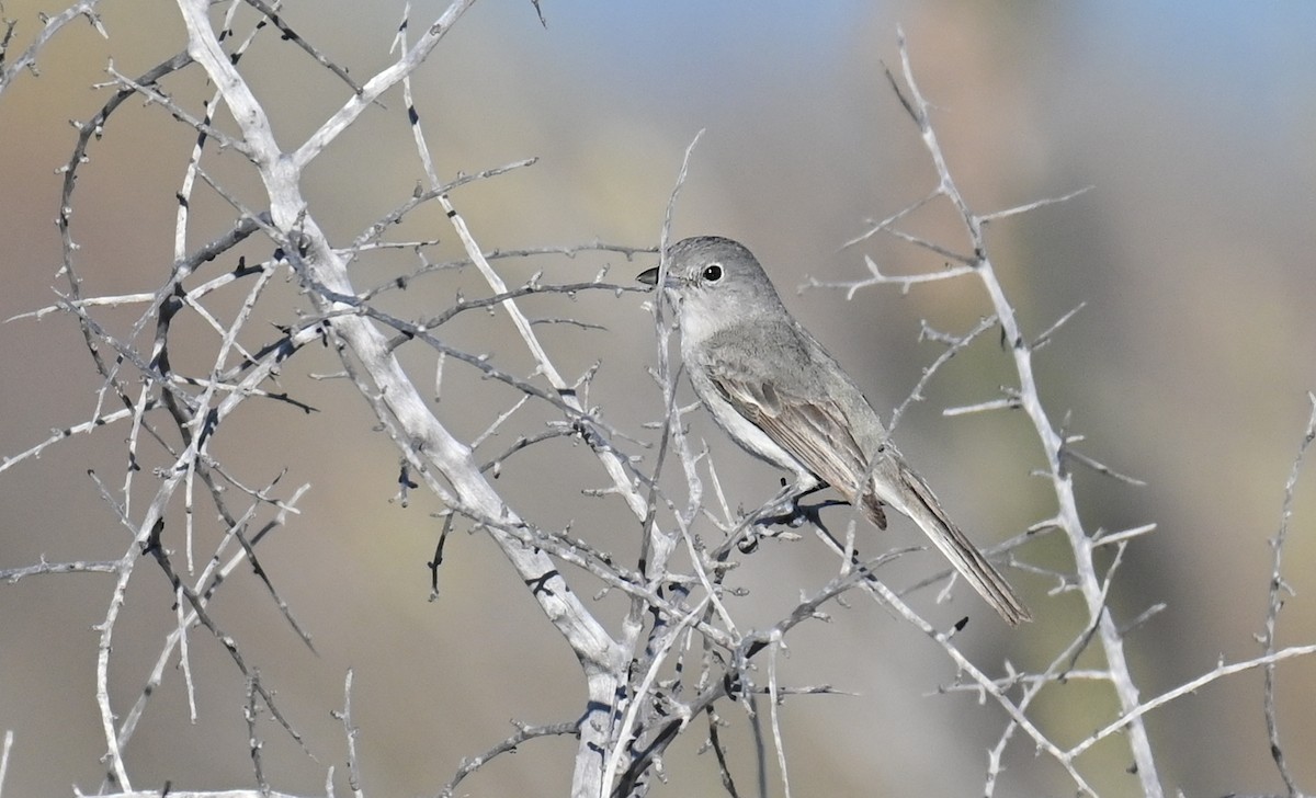 Gray Vireo - Ryan O'Donnell