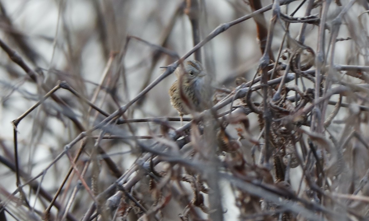 Lincoln's Sparrow - Richard Glessner