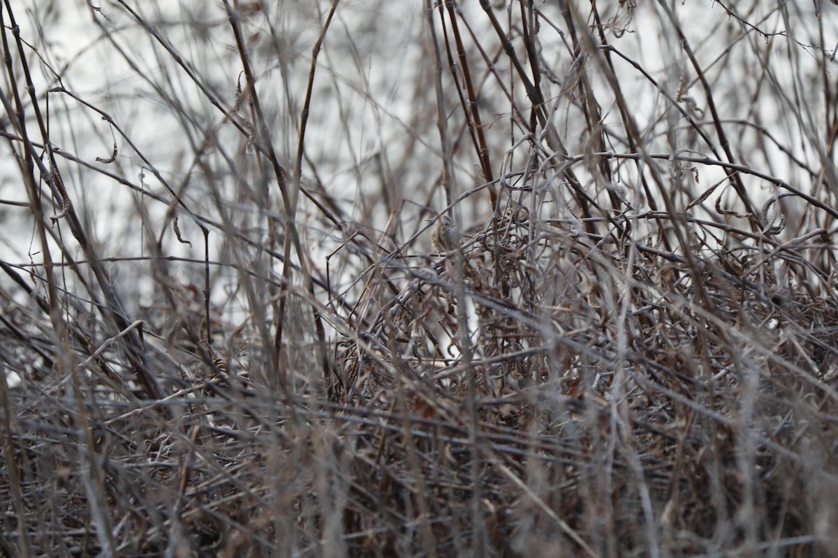 Lincoln's Sparrow - ML615697869