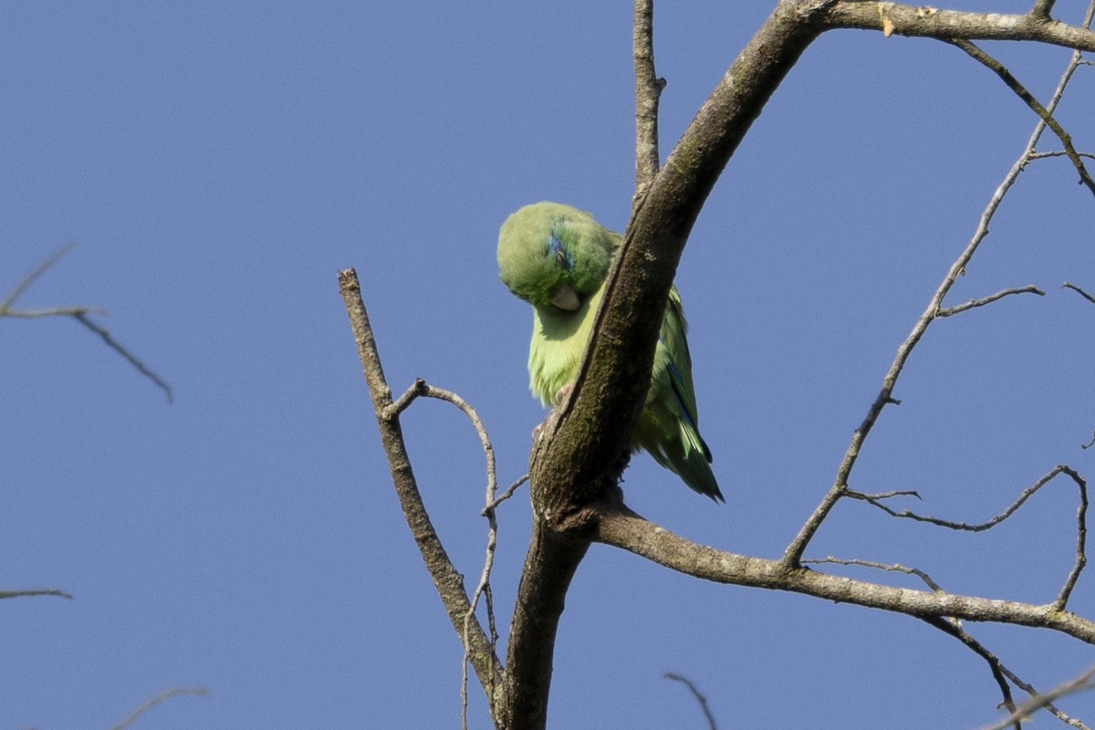 Spectacled Parrotlet - ML615697887