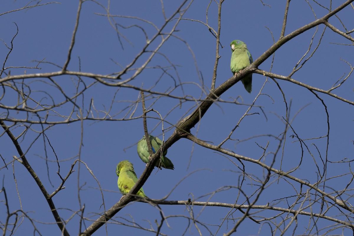 Spectacled Parrotlet - ML615697888