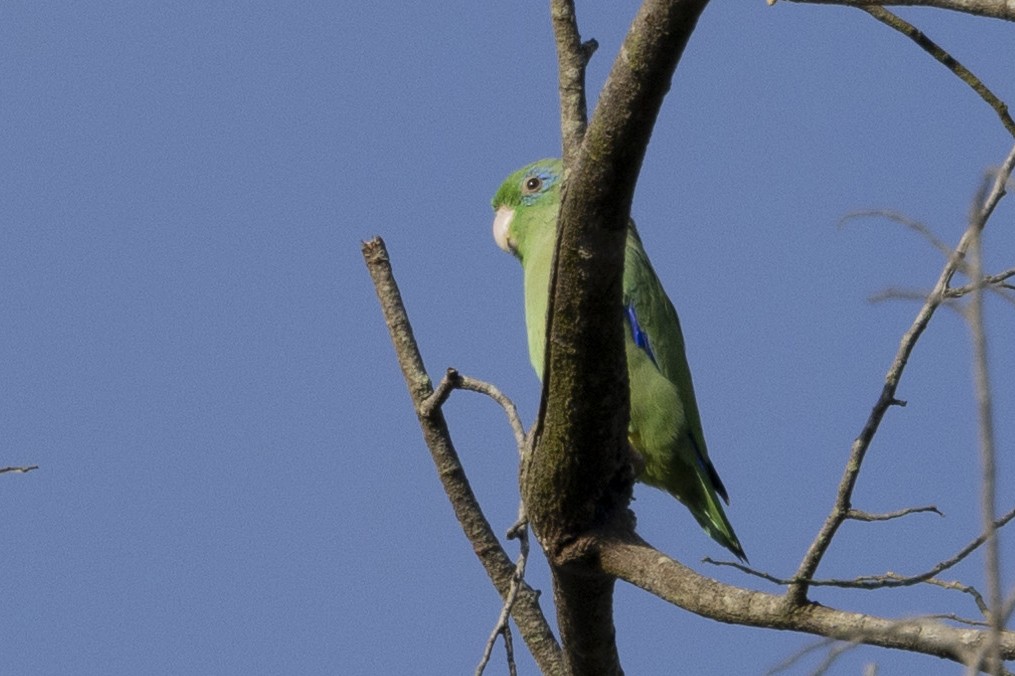 Spectacled Parrotlet - ML615697889