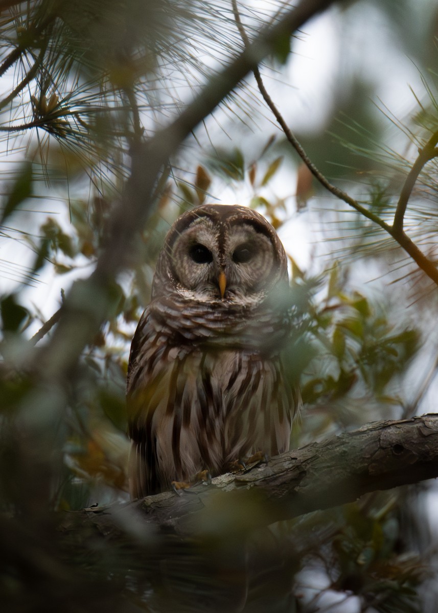 Barred Owl - Chris Burroughs