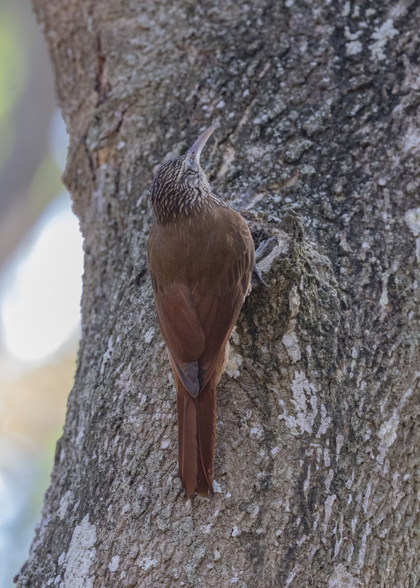 Streak-headed Woodcreeper - Loni Ye