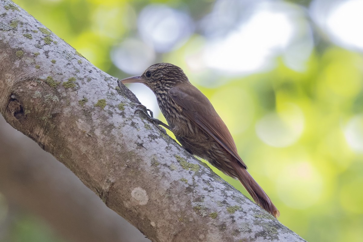 Streak-headed Woodcreeper - ML615697913