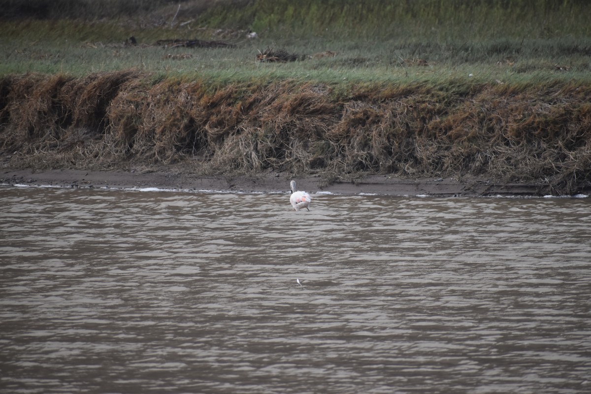 Chilean Flamingo - ML615697954