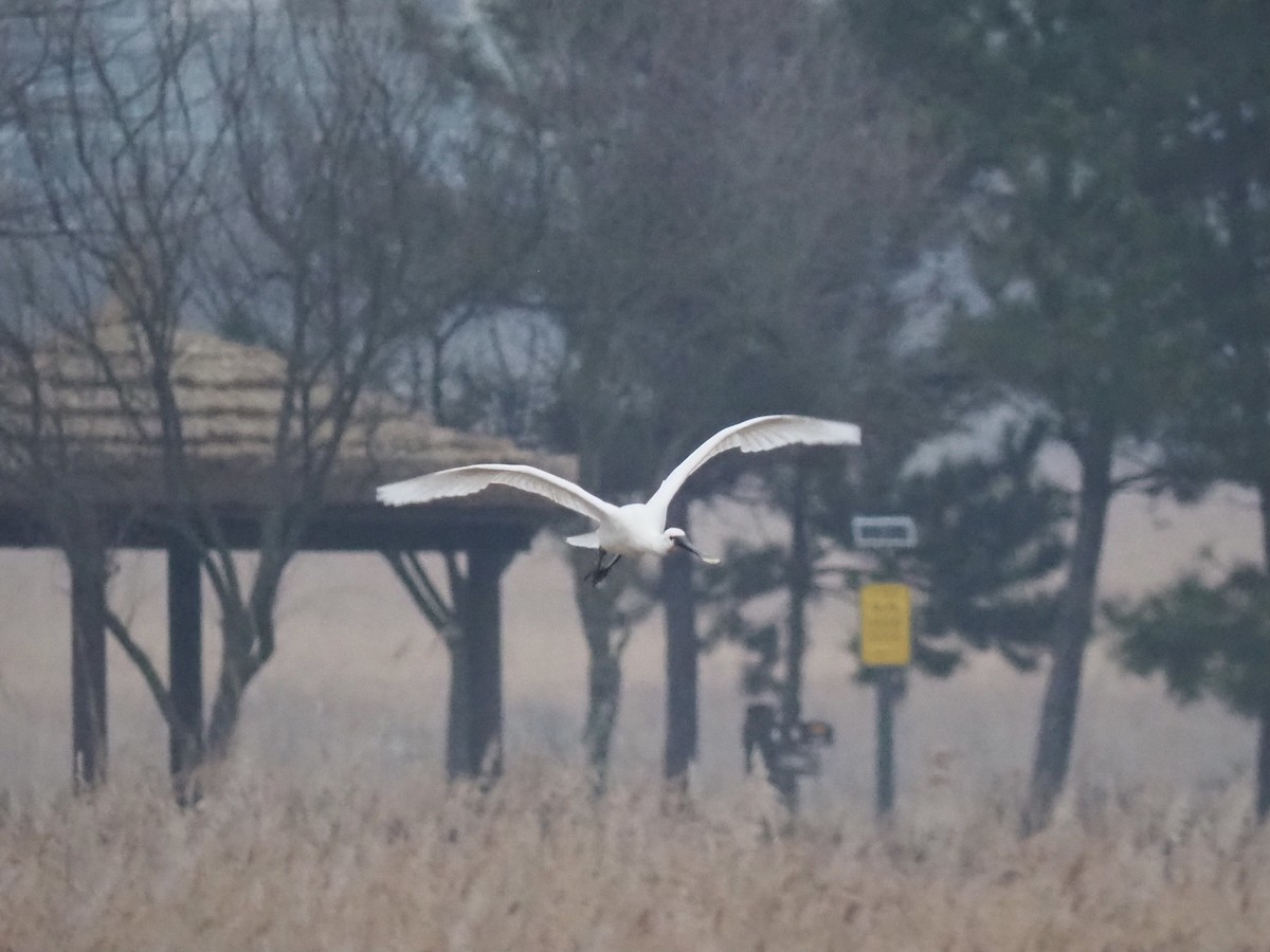 Eurasian Spoonbill - ML615697965