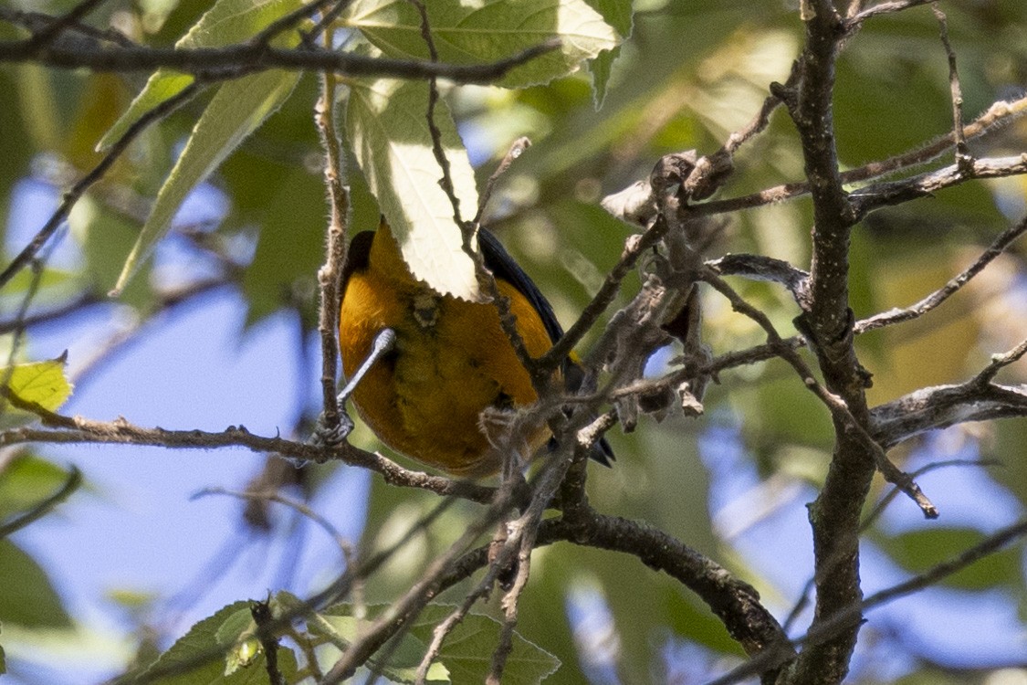 Orange-crowned Euphonia - Loni Ye