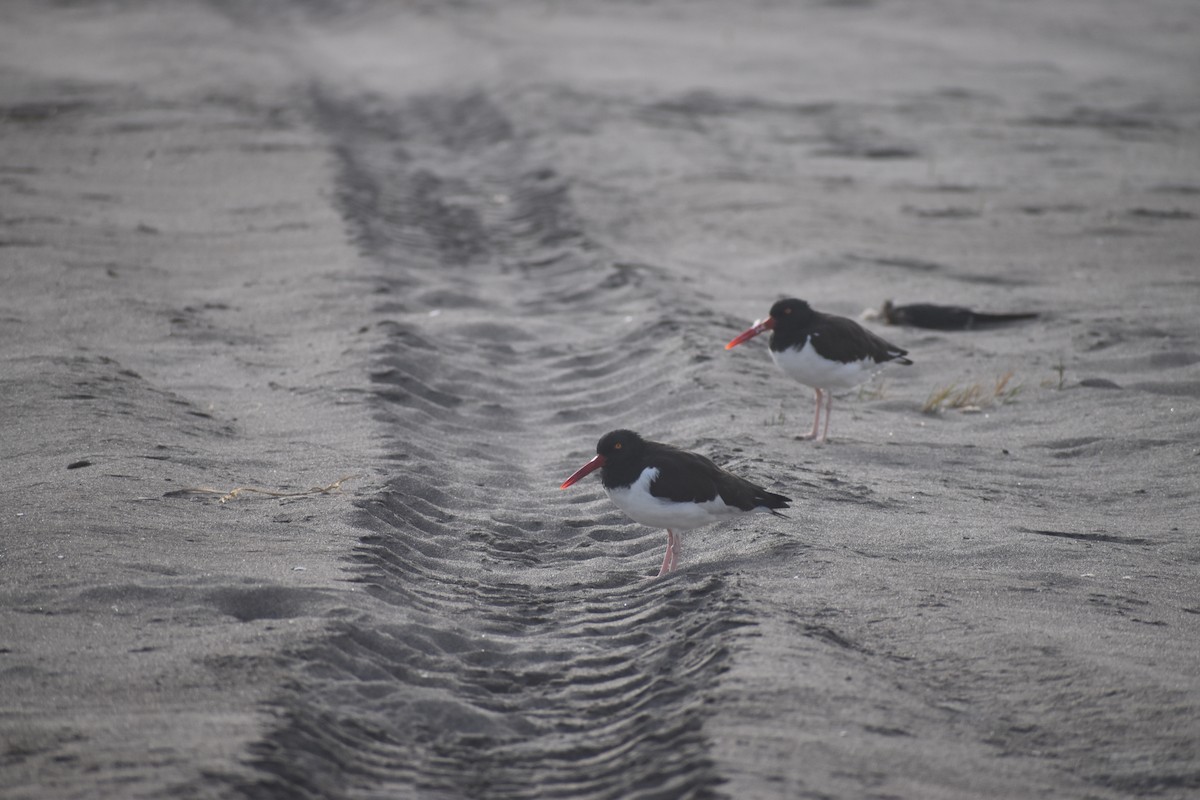 American Oystercatcher - ML615698084