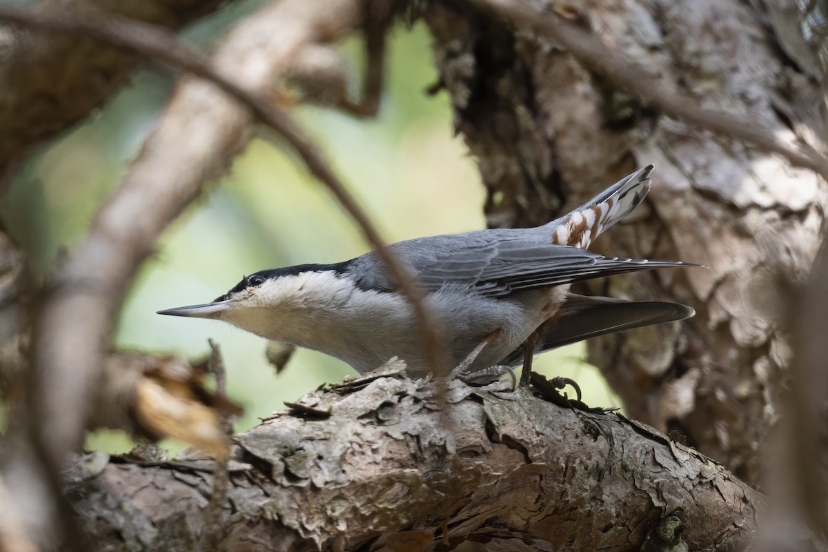 Giant Nuthatch - Wei Yan