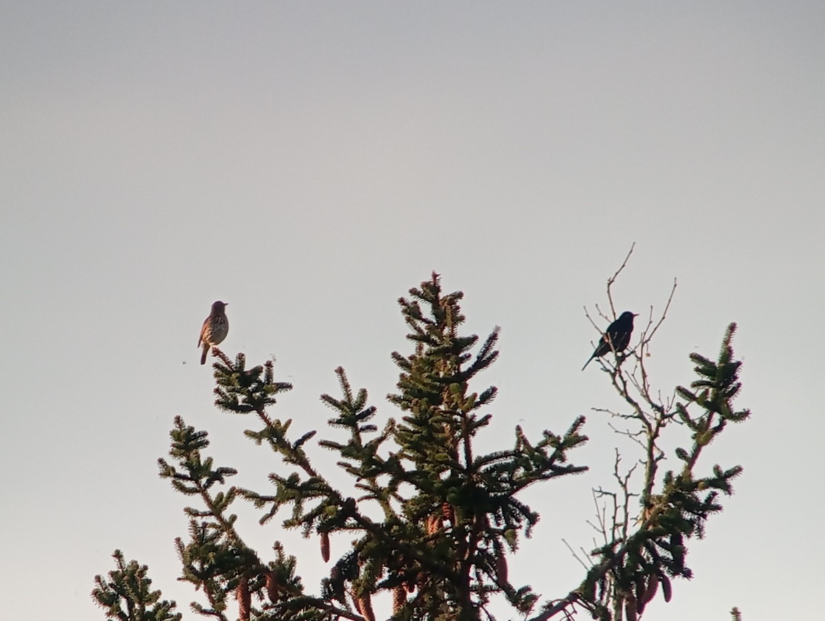 Song Thrush - Gál Szabolcs