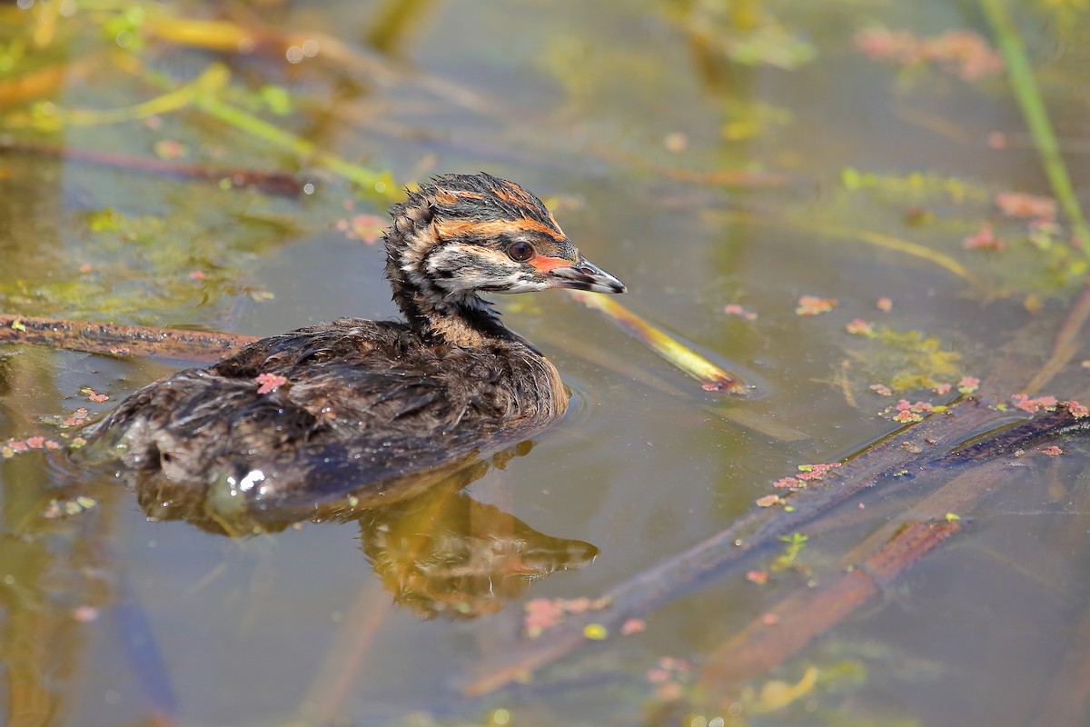 White-tufted Grebe - ML615698104