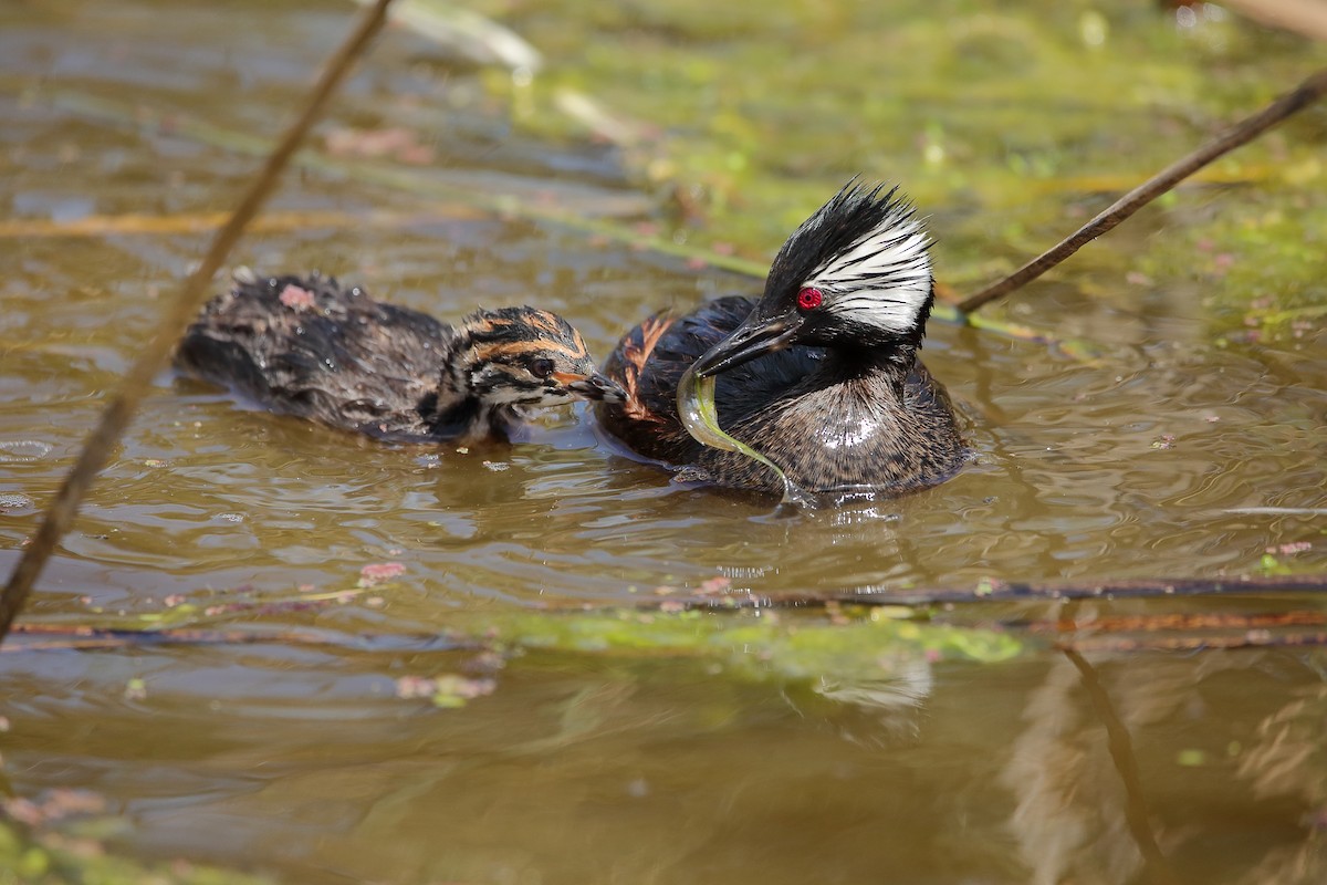 White-tufted Grebe - ML615698105