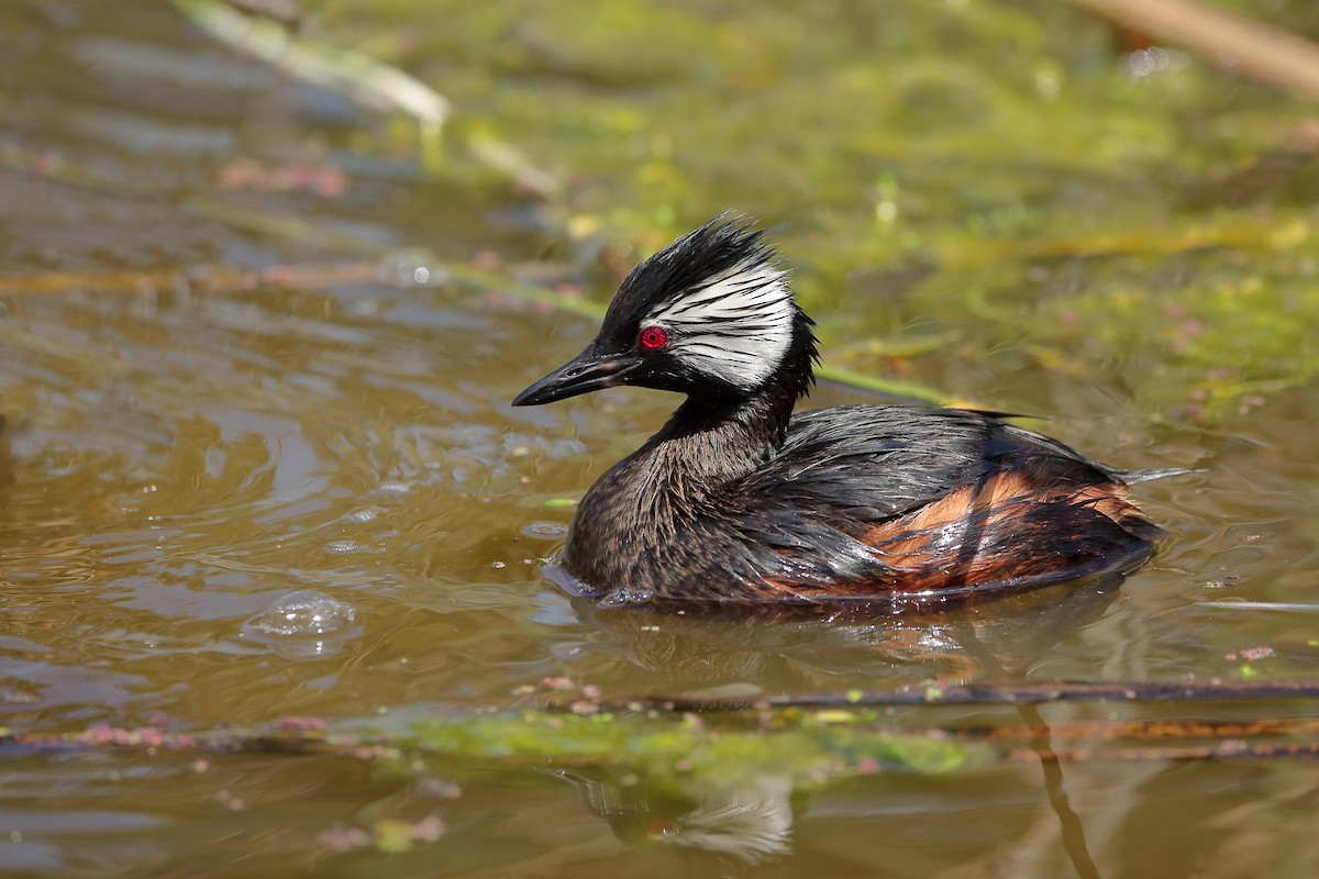 White-tufted Grebe - ML615698107