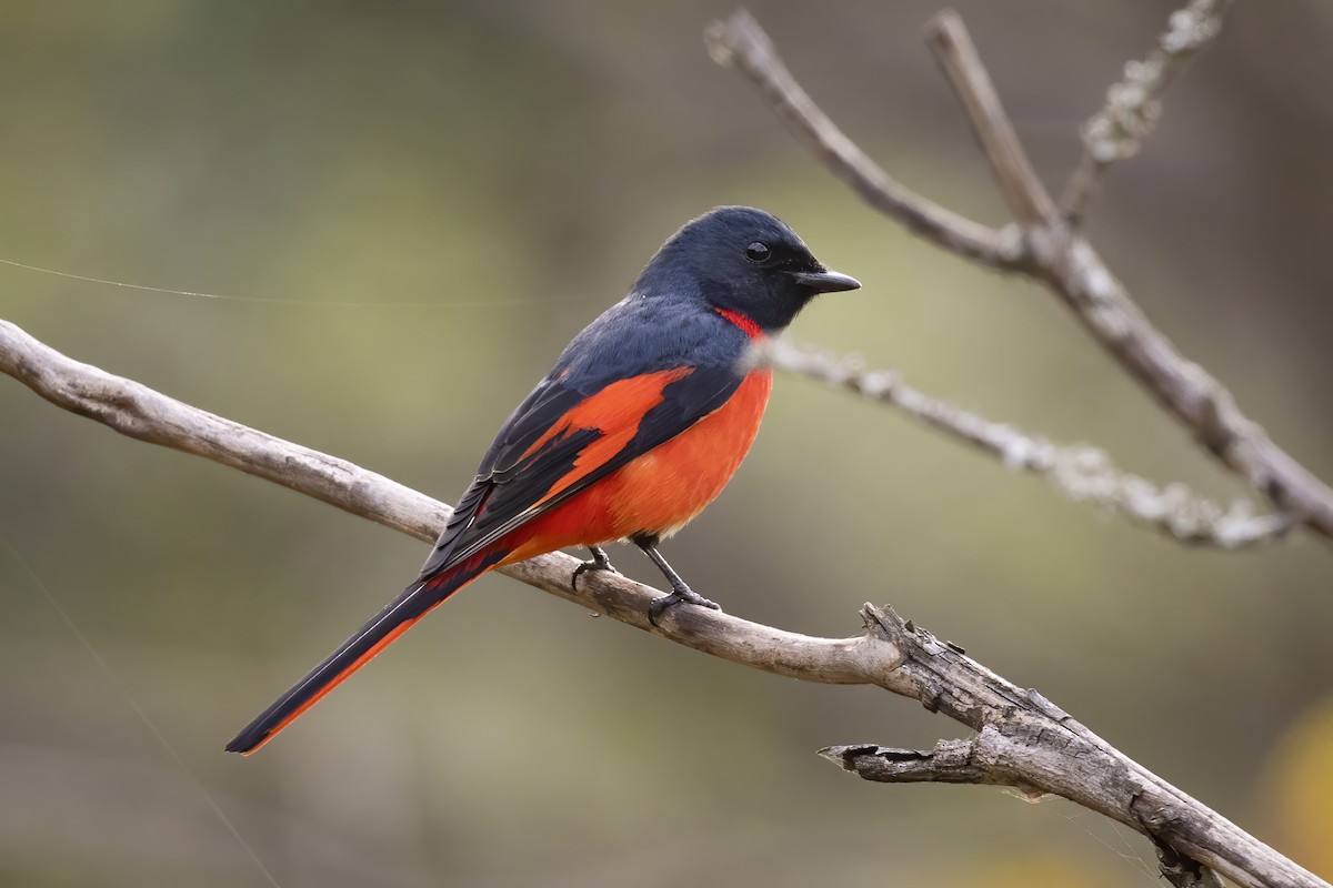 Long-tailed Minivet - ML615698113
