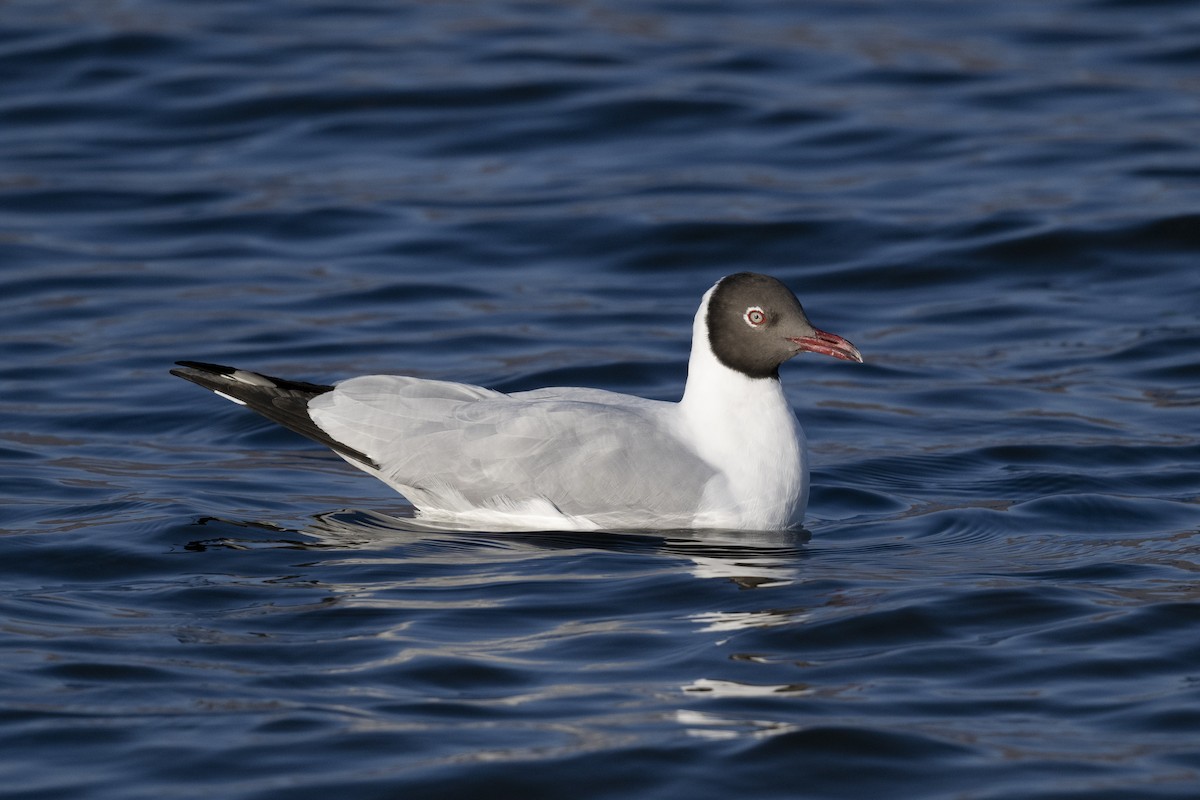 Brown-headed Gull - ML615698119