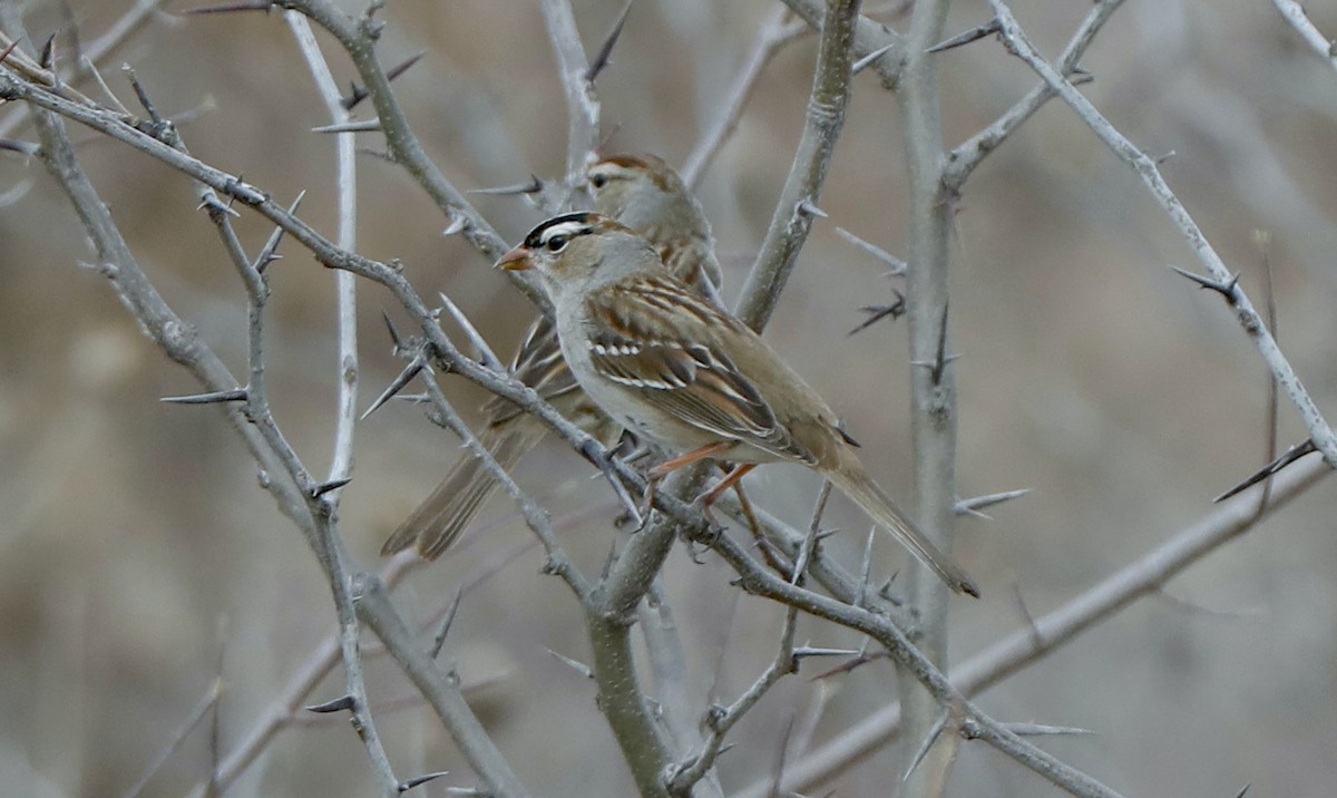 Bruant à couronne blanche - ML615698126