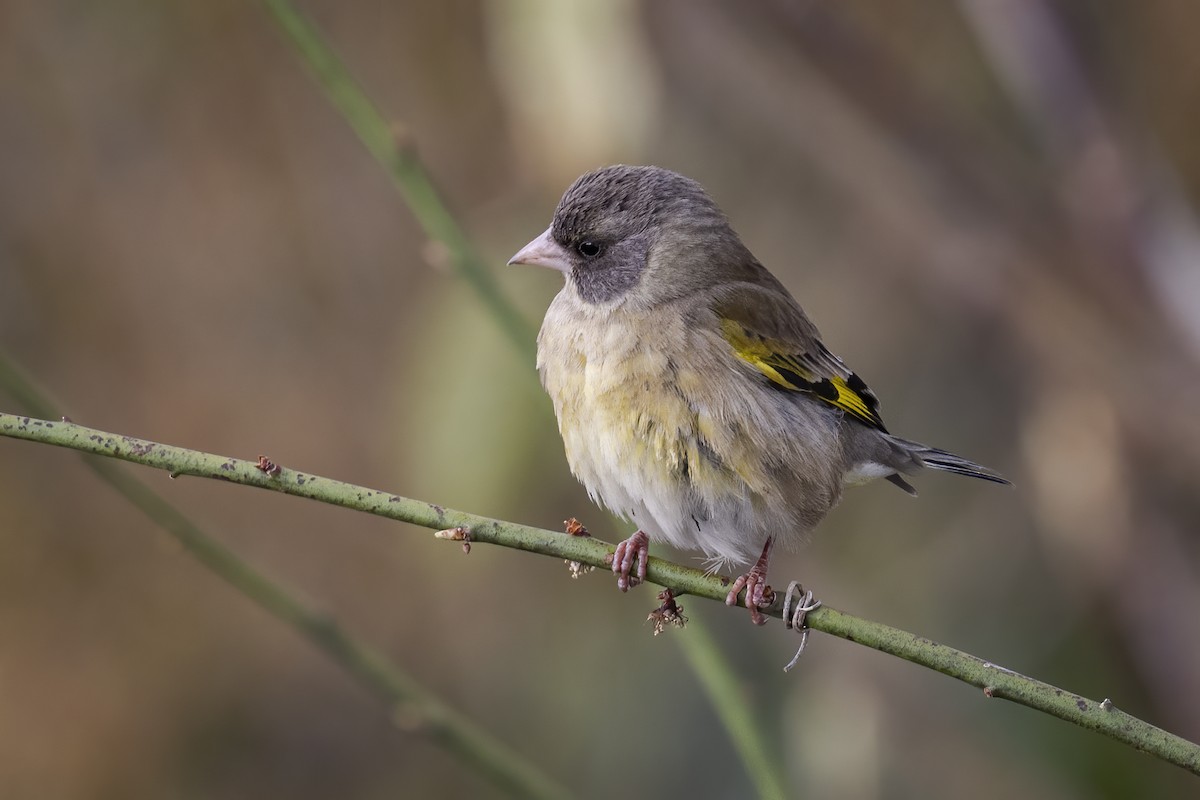 Kara Başlı Florya - ML615698130