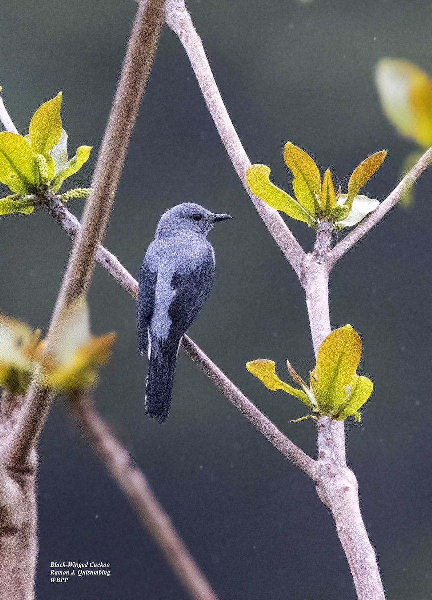 Black-winged Cuckooshrike - ML615698137