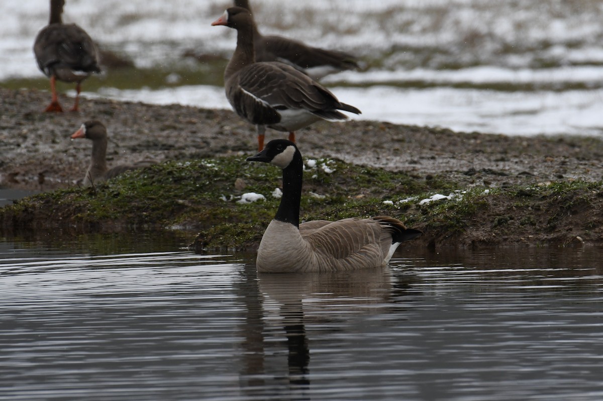 Canada Goose (moffitti/maxima) - ML615698160