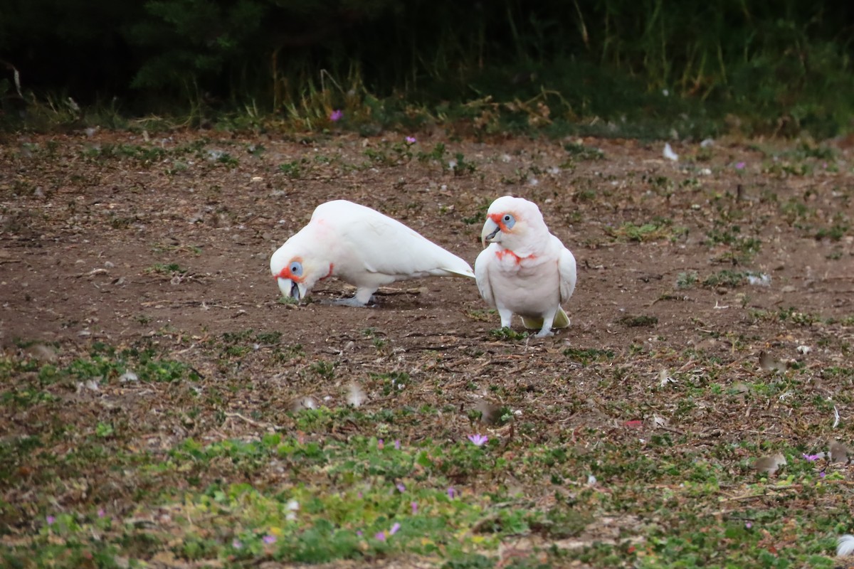 Long-billed Corella - ML615698167