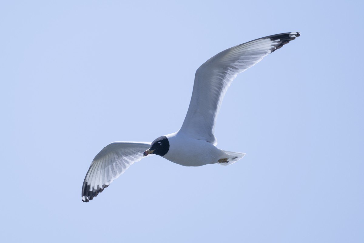 Pallas's Gull - ML615698184