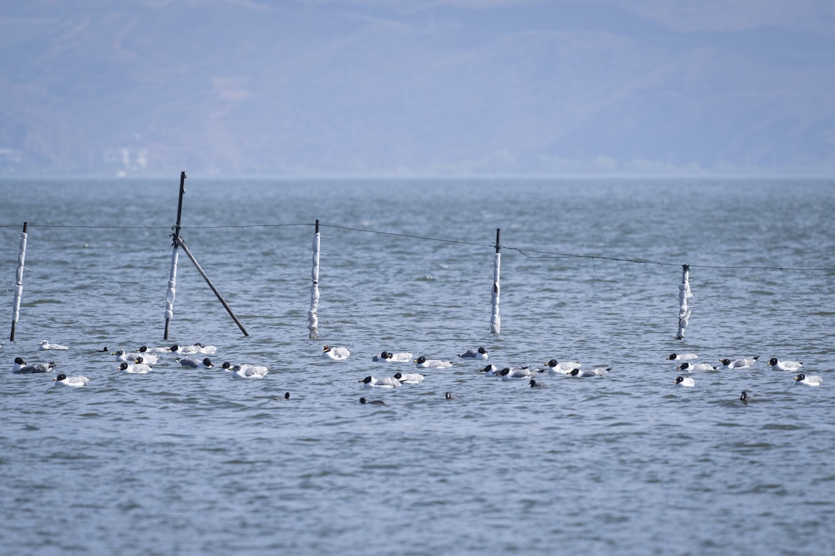 Pallas's Gull - ML615698188