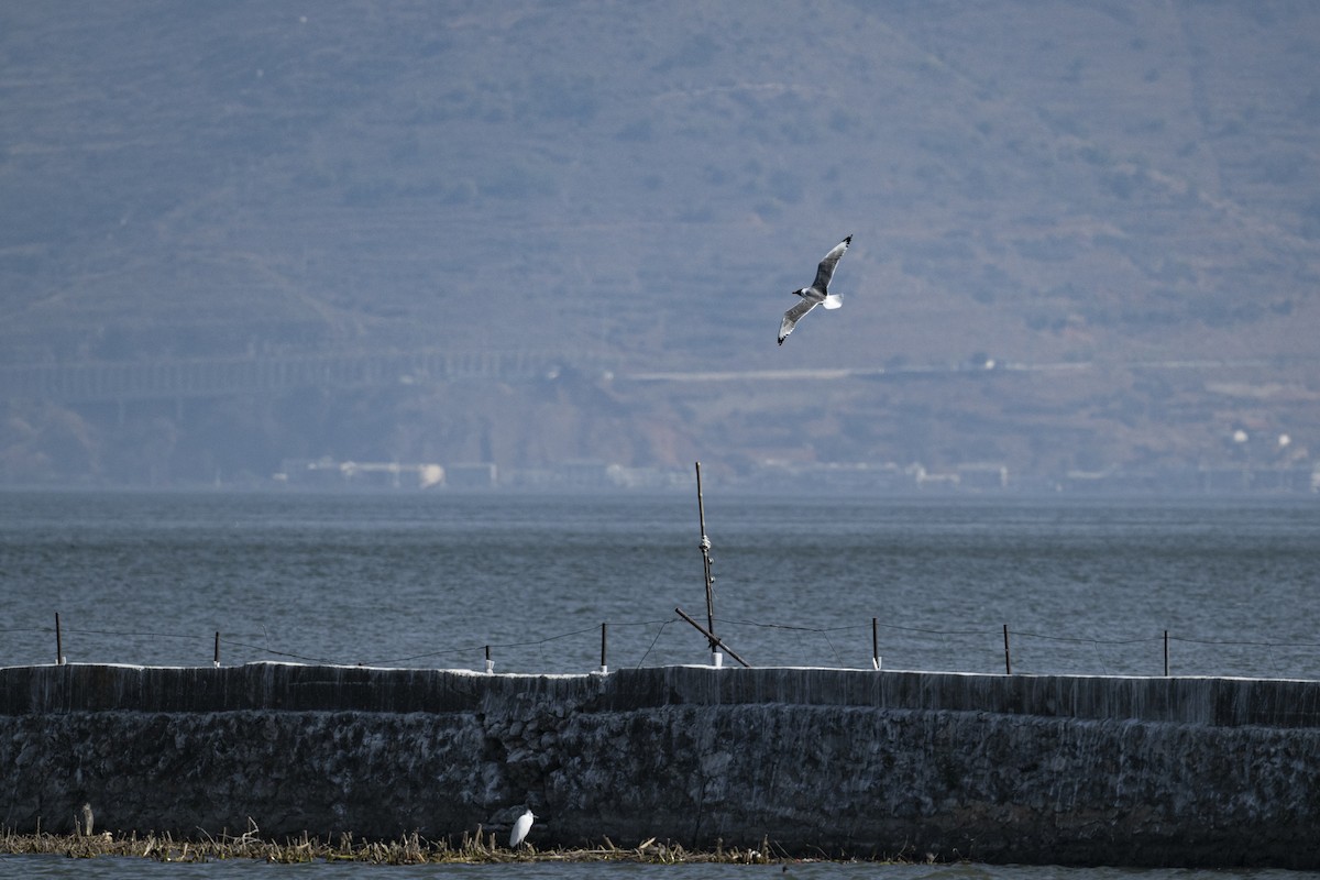 Büyük Karabaş Martı - ML615698189