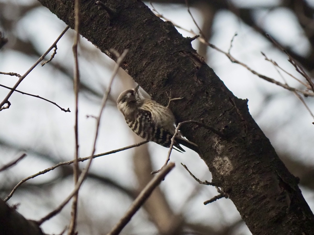 Japanese Pygmy Woodpecker - ML615698197